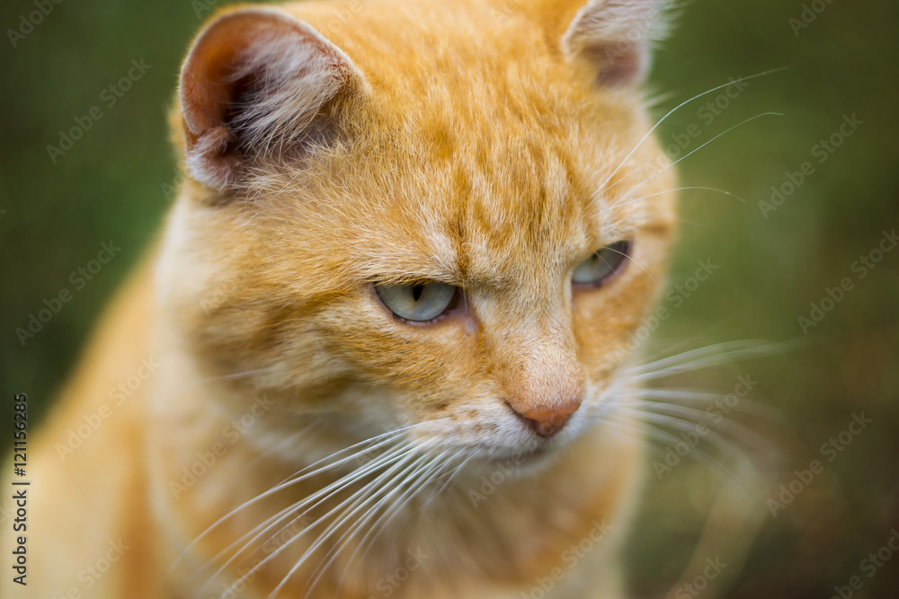Beautiful red cat on the lawn. Portrait of a cat close-up. Beautiful red cat on the lawn. Portrait of a cat close-up.