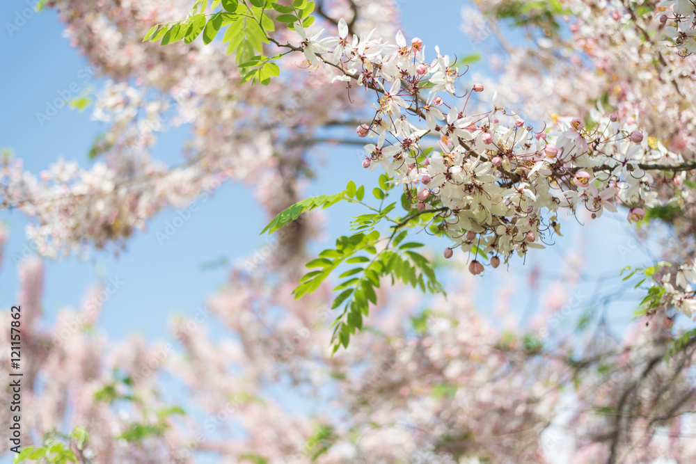 Obraz premium Cassia bakeriana tree