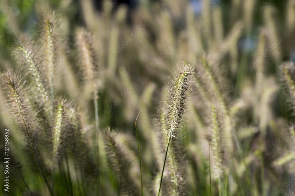 Pennisetum alopecuroides Pennisetum alopecuroides