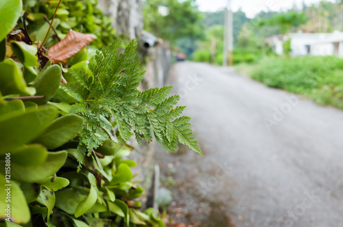 green fern in the city