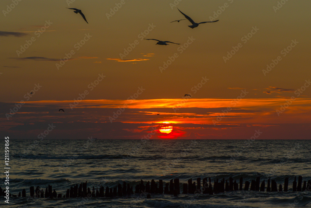 Birds and sunset on the sea