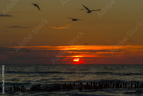 Birds and sunset on the sea