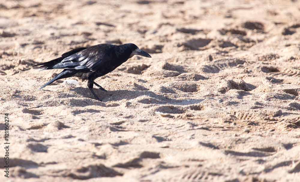 black crow on the sand black crow on the sand