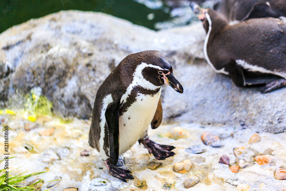 Fototapeta premium African penguin standing on a rock