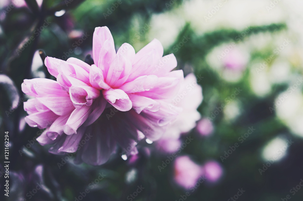 Fototapeta premium Tender pink flower on green background after the rain