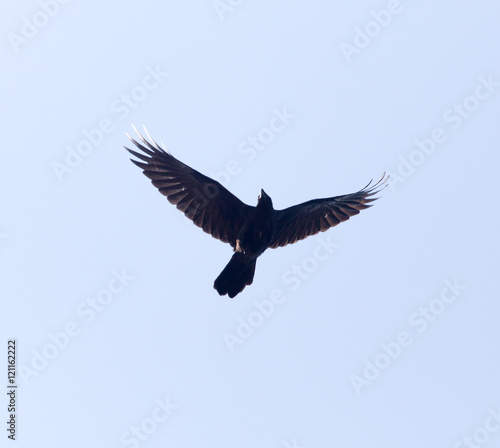 Black crow in flight against blue sky