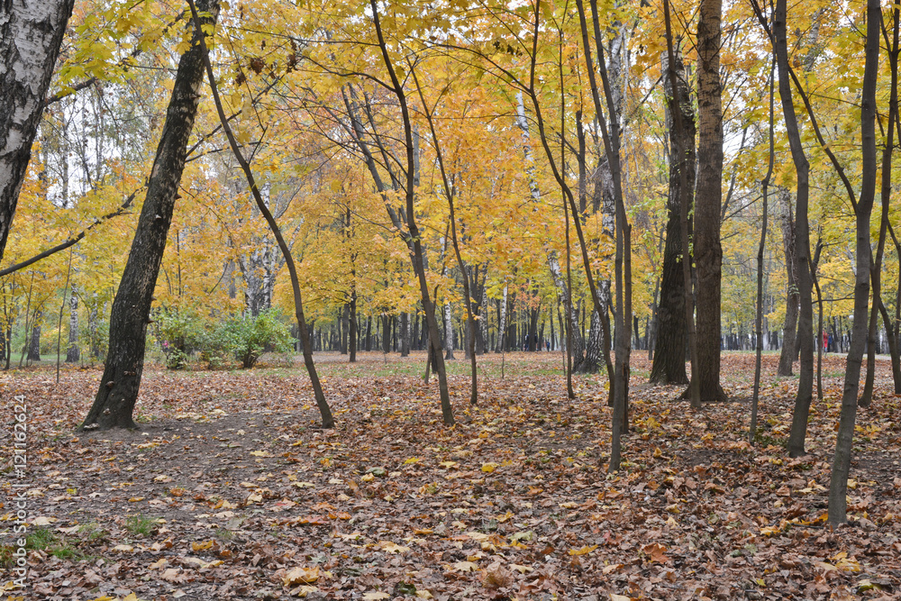 Fallen leaves in autumn Park.