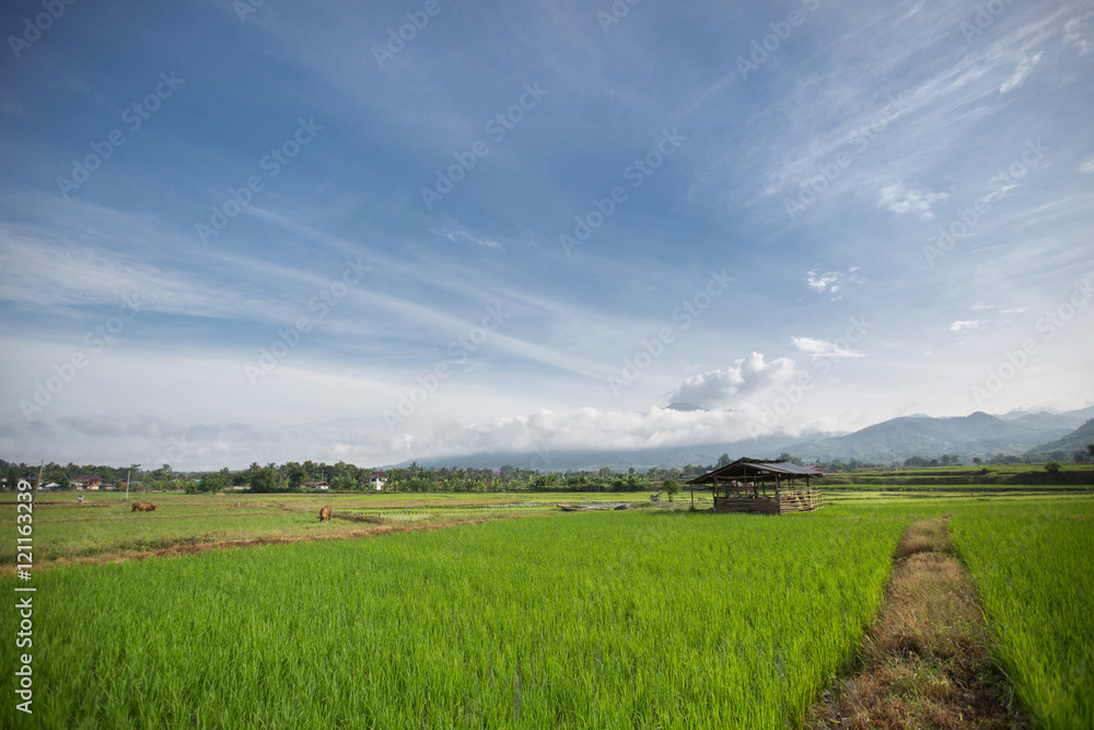 Rice field countryside Rice field countryside