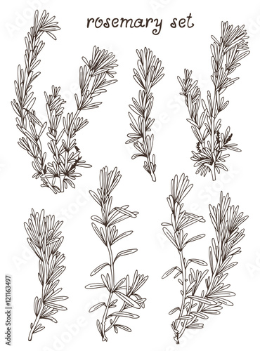 Rosemary hand drawn set on white background