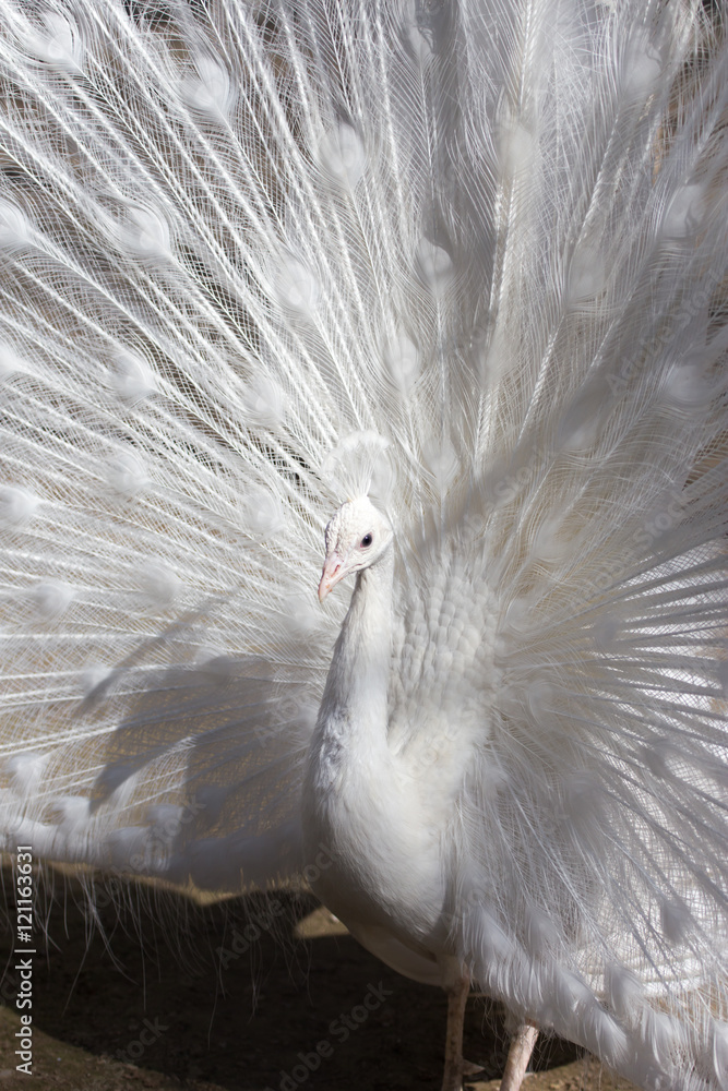 Fototapeta premium Portrait of the beautiful male white peacock with spread tail feathers