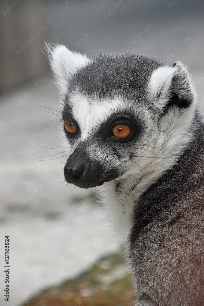 Obraz premium Close up portrait of ring-tailed lemur catta