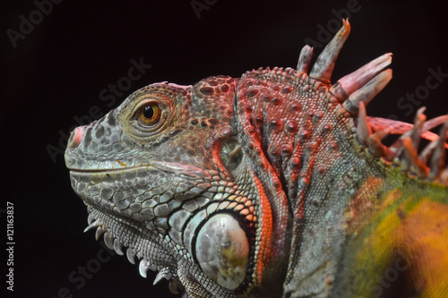 Close up portrait of green iguana male on black