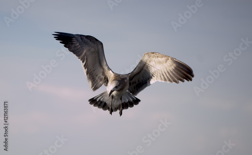 Majestic Seagull © denised77
