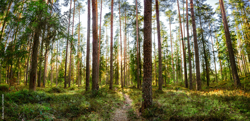 the setting sun shines through the pine forest the setting sun shines through the pine forest