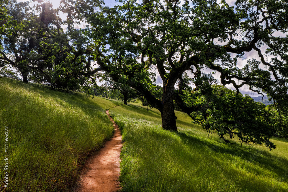 Corral Trail, Henry Coe State Park Corral Trail, Henry Coe State Park