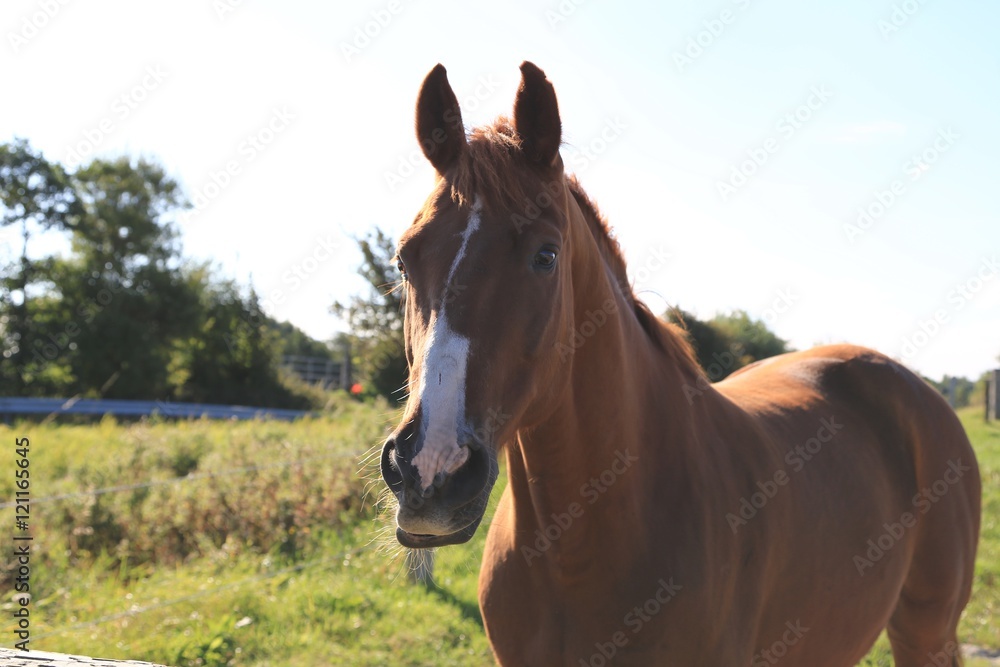 Obraz premium brown horse on green field, 
