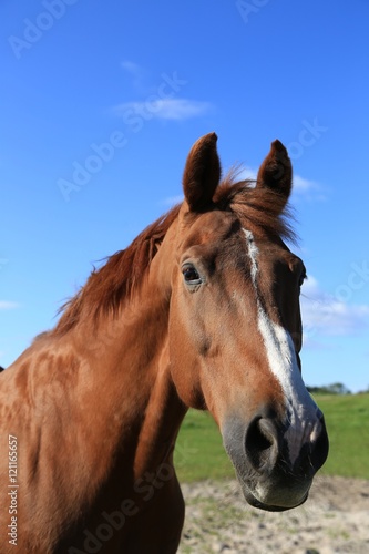 brown horse on green field,  © wila