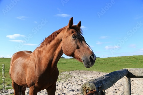 brown horse on green field,  © wila