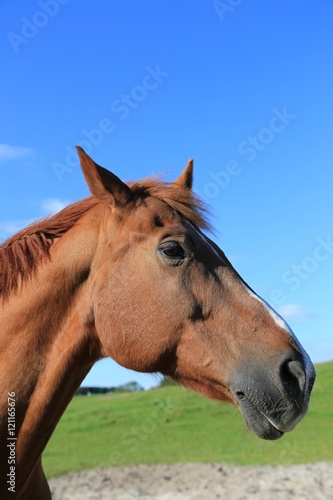 brown horse on green field, 