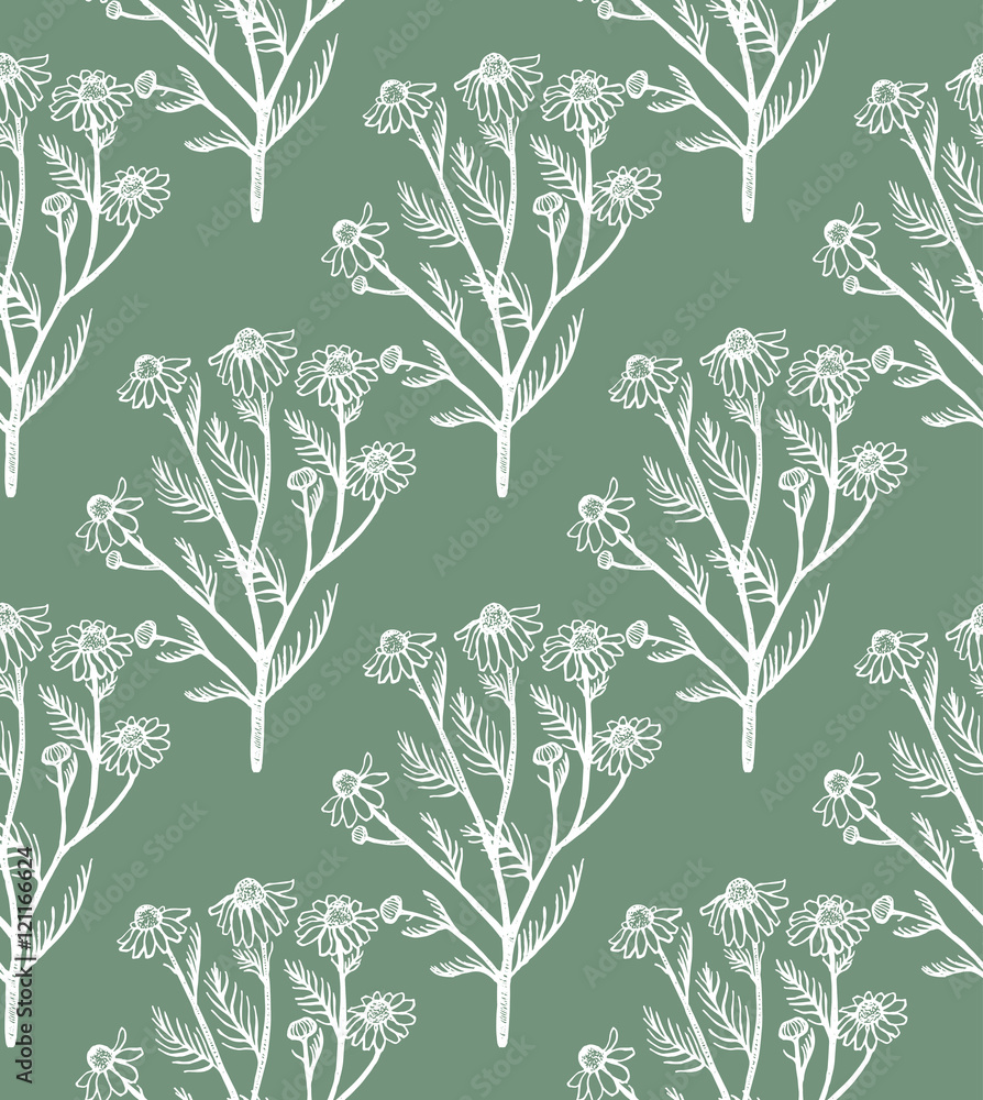 vector hand drawn seamless chamomile background