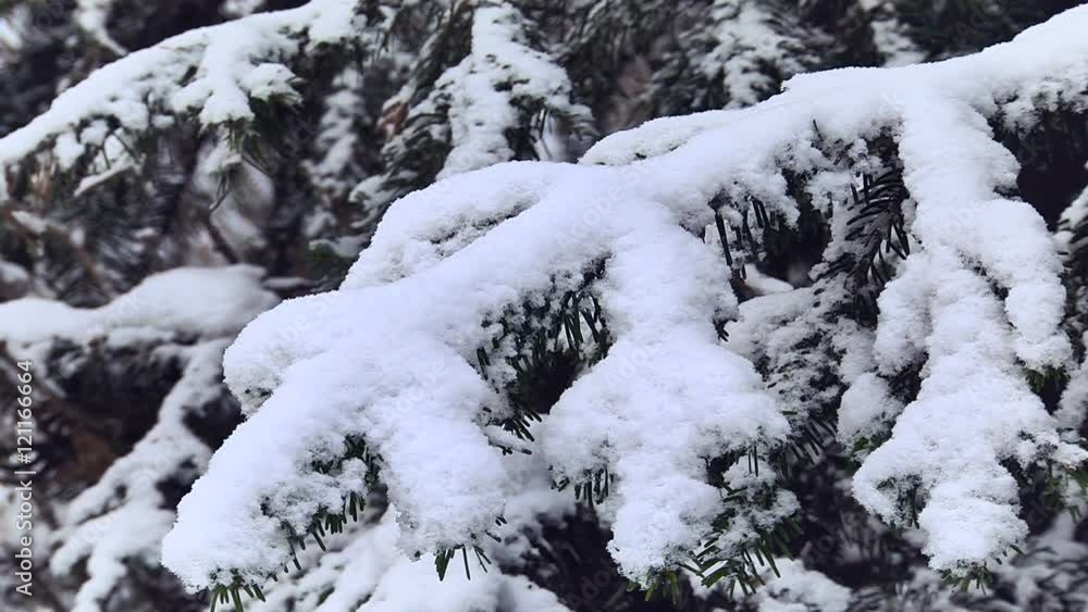 Heavy Snow on the Pine Tree Branches. Close up Heavy Snow on the Pine Tree Branches. Close up