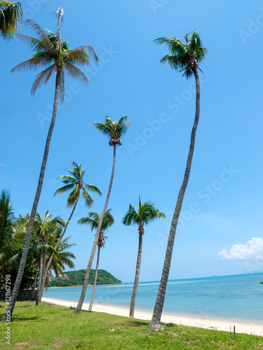 Fototapeta Naklejka Na Ścianę i Meble -  Palm trees on the beach on the island of Koh Samui in Thailand