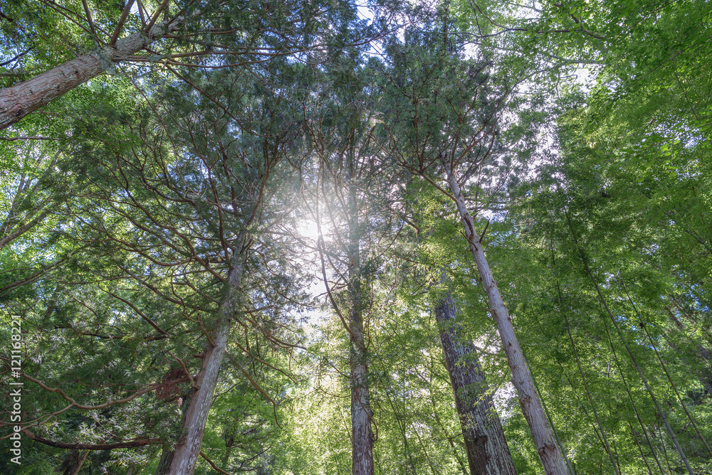 Obraz premium 森に射し込む日差し