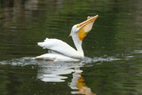 American White Pelican Swallowing Fish