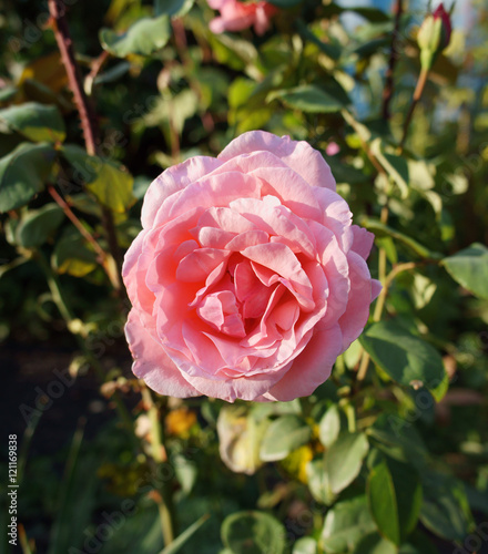 One Hybrid Tea pale pink rose flower