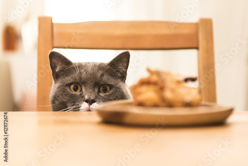The cat sitting at the table
