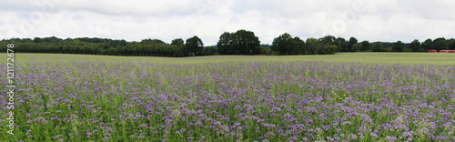 Panorama Lila Feld mit Bienenweide