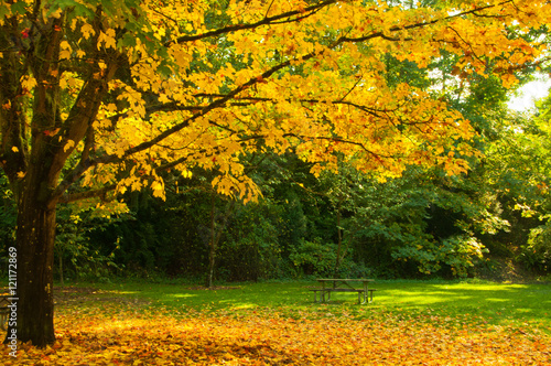 Autumn Landscape. Fall Golden Maple Colors. Tree and Fallen Leaves in Park with Picnic Table