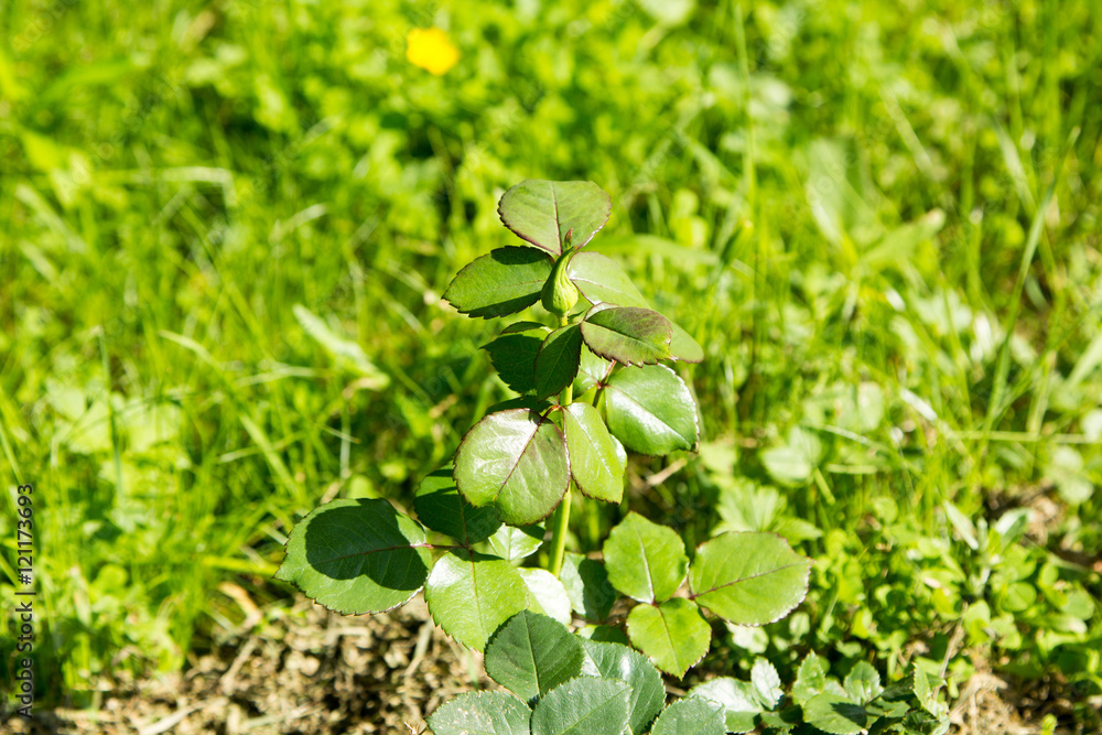 young tight buds of roses in foliage young tight buds of roses in foliage