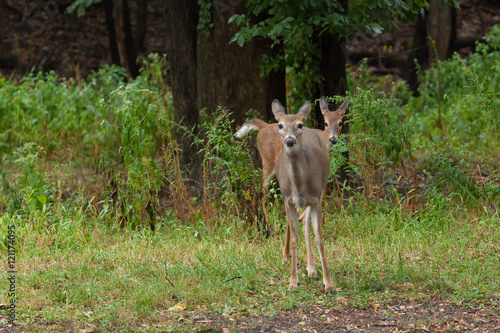 Whitetail Deer © Erin Cadigan
