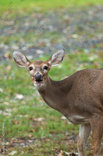 Whitetail Deer Doe © Erin Cadigan