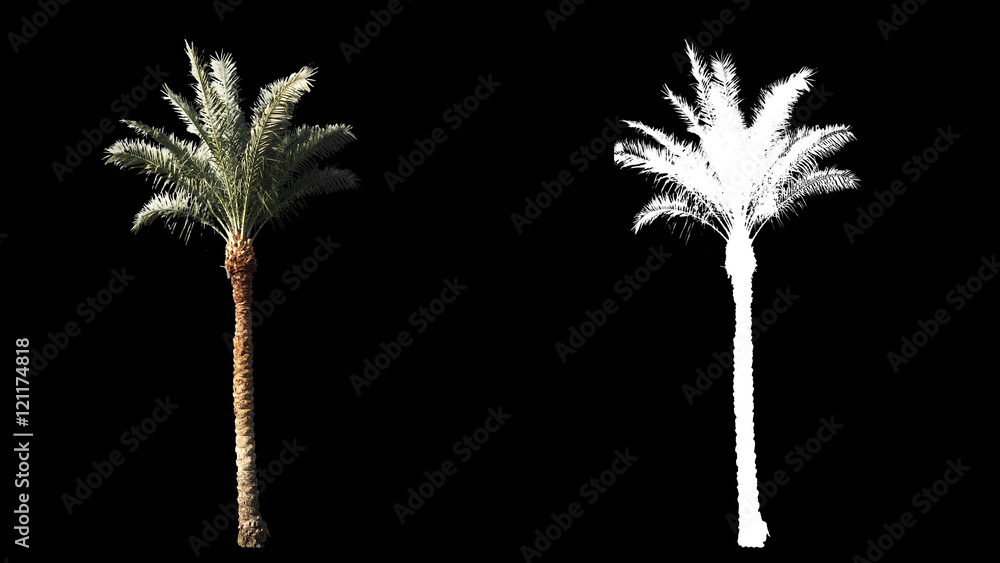 Obraz premium Blowing on the wind beautiful green full size real tropical palm trees isolated on alpha channel with black and white luminance matte, perfect for film, digital composition.