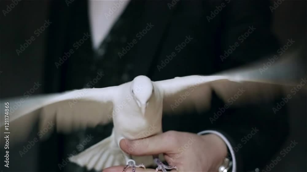 White pigeon sitting on the arm of a man and waving wings. vídeo de