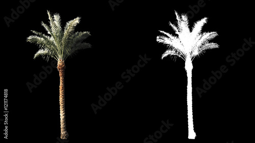 Blowing on the wind beautiful green full size real tropical palm trees isolated on alpha channel with black and white luminance matte  perfect for film  digital composition.