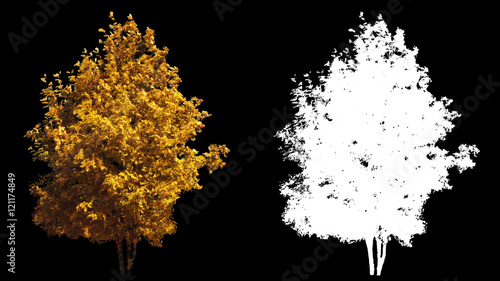 Blowing on the wind beautiful full size real autumn yellow trees isolated on alpha channel with black and white luminance matte, perfect for digital composition