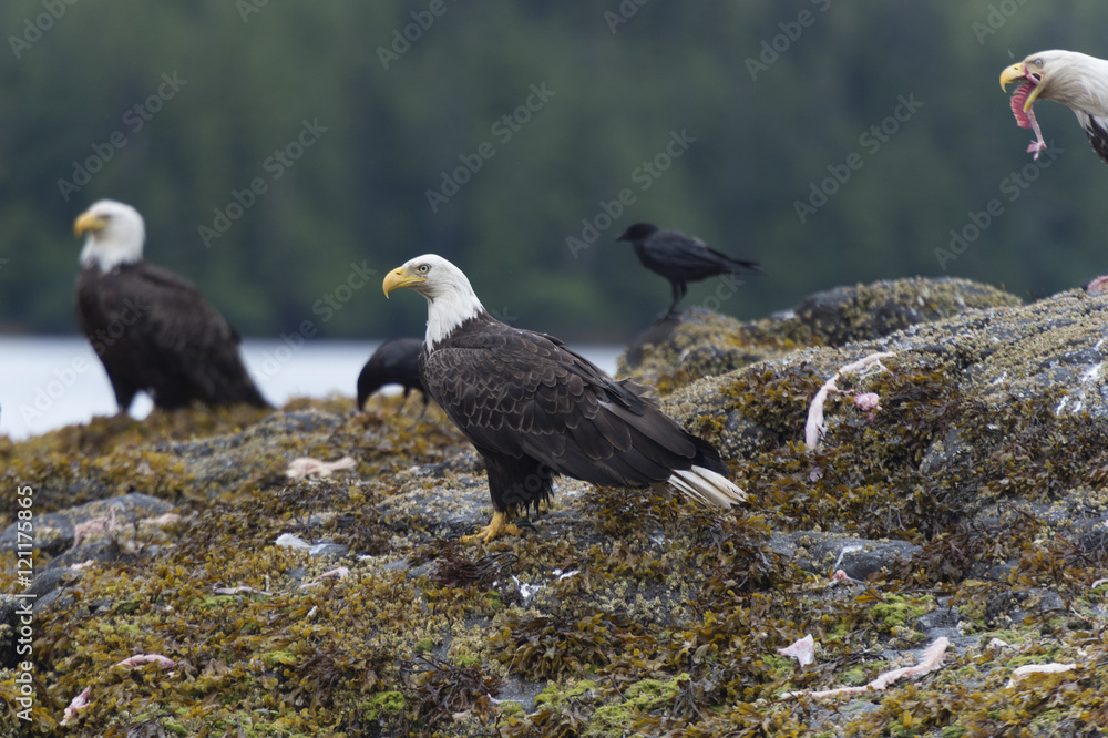 Fototapeta premium hippa14123