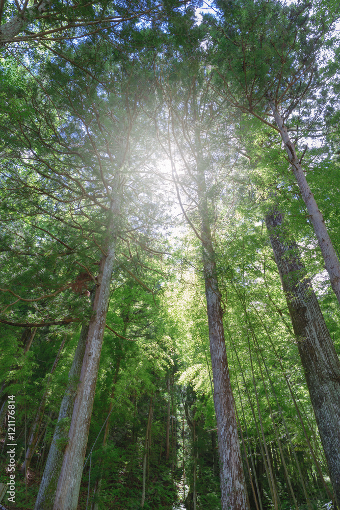 Naklejka premium 森に射し込む日差し