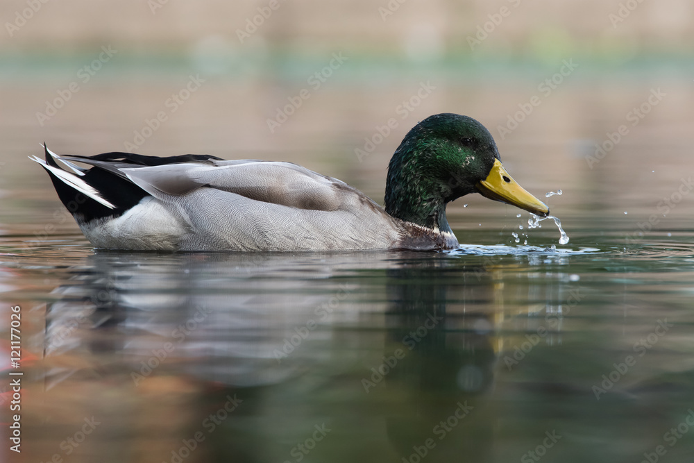 Obraz premium Mallard, Duck, Anas platyrhynchos
