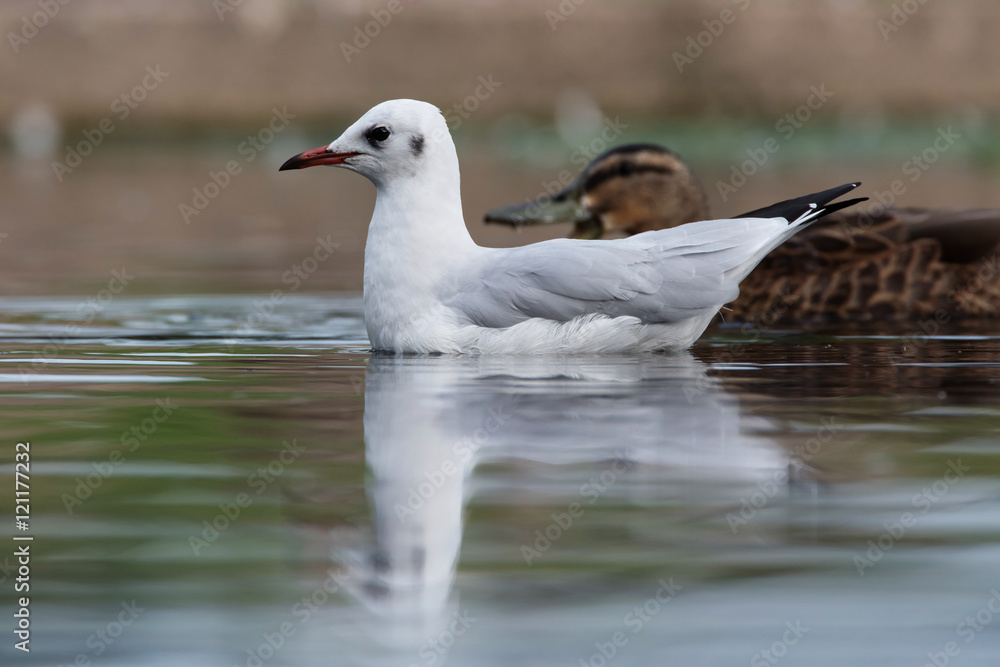 Black-headed Gull, Chroicocephalus ridibundus Black-headed Gull, Chroicocephalus ridibundus