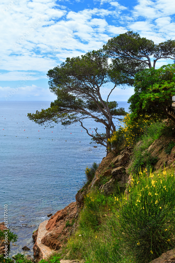 Obraz premium Pine trees above sea.