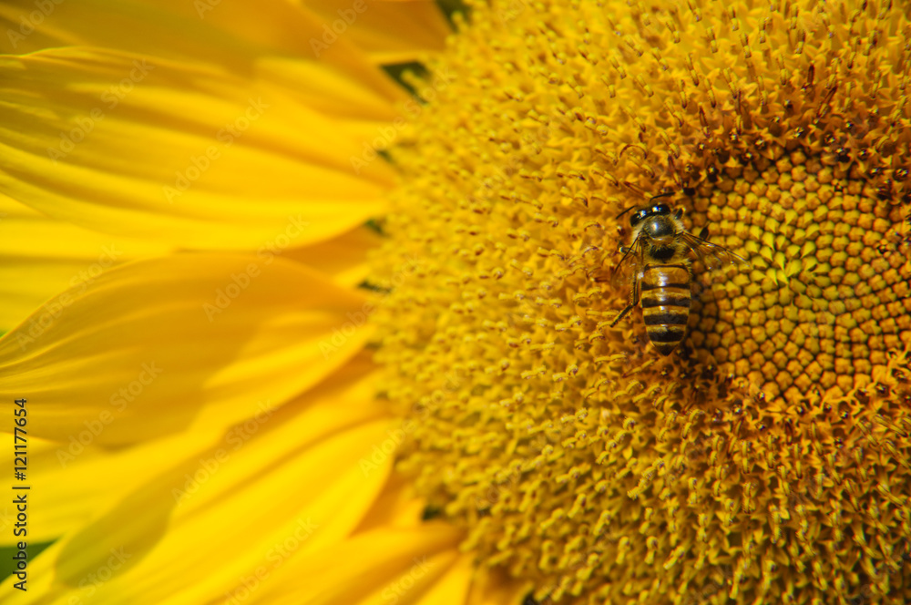 Sunflower and bee closeup background and texture
Sunflower and bee closeup background and texture