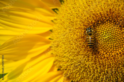 Sunflower and bee closeup background and texture  