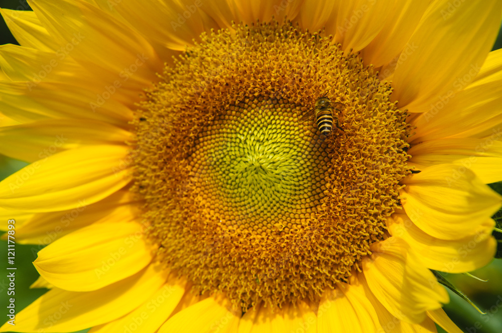 Sunflower and bee closeup background and texture
Sunflower and bee closeup background and texture