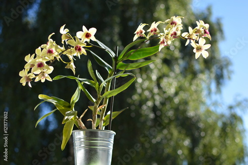Dendrobium nobile photo