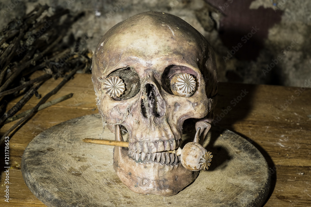 Still life with skull and withered opium head Still life with skull and withered opium head