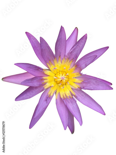 Purple lotus isolated on white background